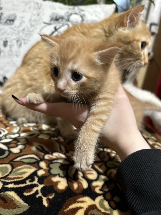 Отдам котенка в добрые руки!