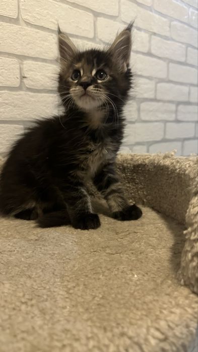 Питомник_ породистых котят