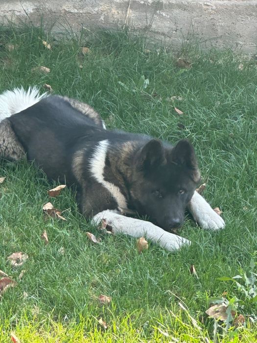 Пропала собака в р-не Карасу