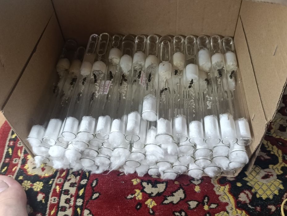 Муравьи  для новичков Жнецы