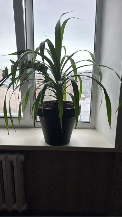 Продаю комнатные большие цветы