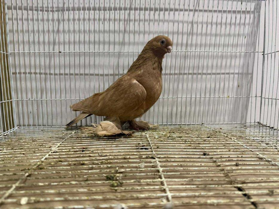 Голуби бойные разных мастей