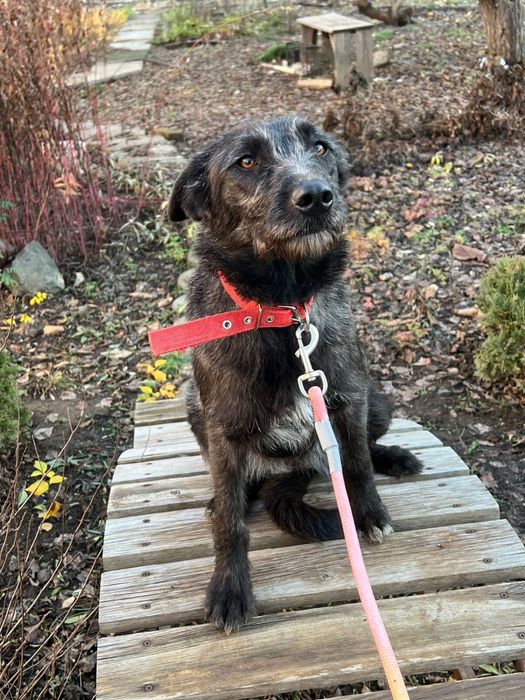 Отдам в дорые руки собачку