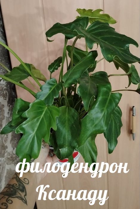 Продам комнатные растения
