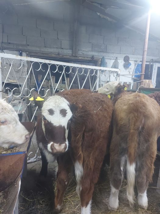 Продам подсосы телочки