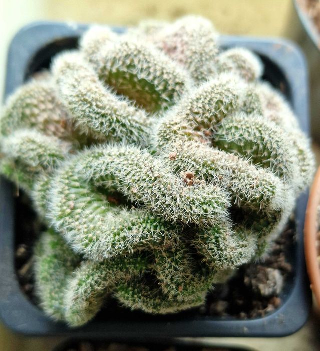 Кактусы, суккуленты