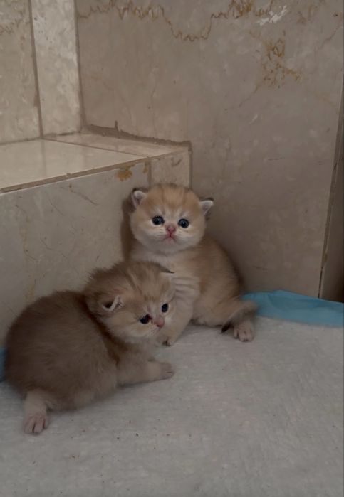 Шотландские шиншиллы