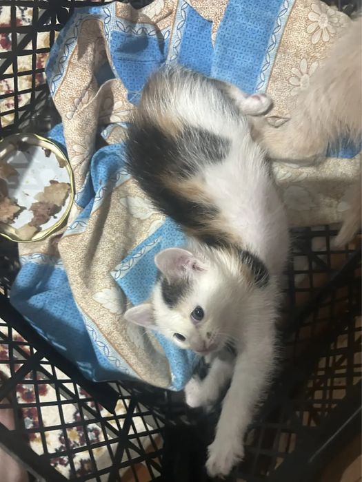 Котята ищут хозяев