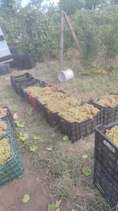 Struguri de vin cu livrare ori unde