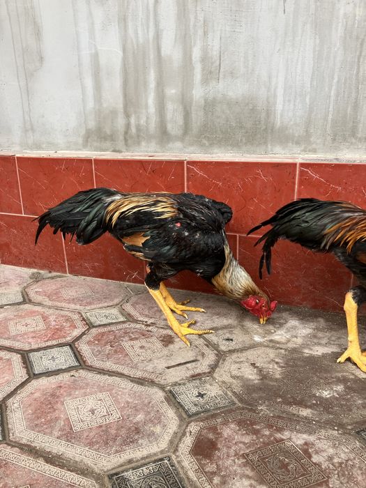 Дакан Зоти Карис!