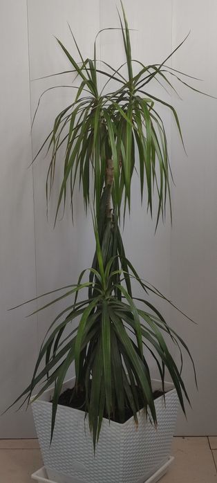 Драцена комнатная