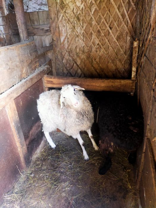 Продам овец  1,5 годовалых