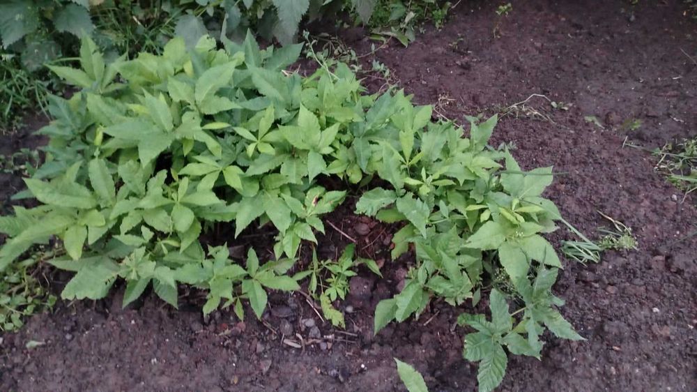 Отростки каштана