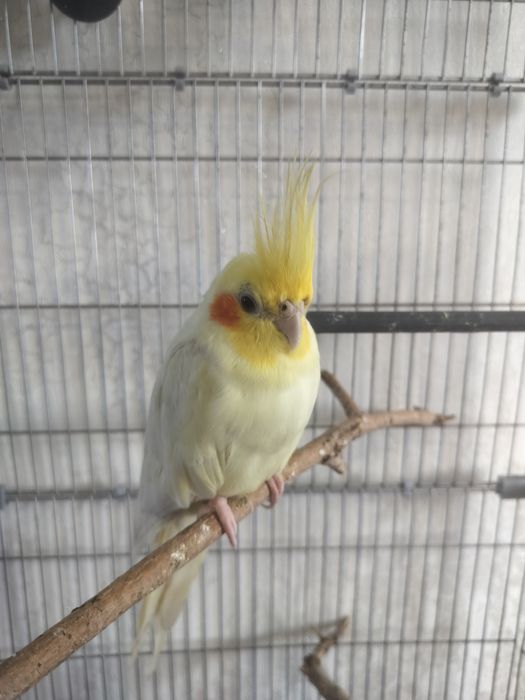 Срочно Попугай корелла птицы