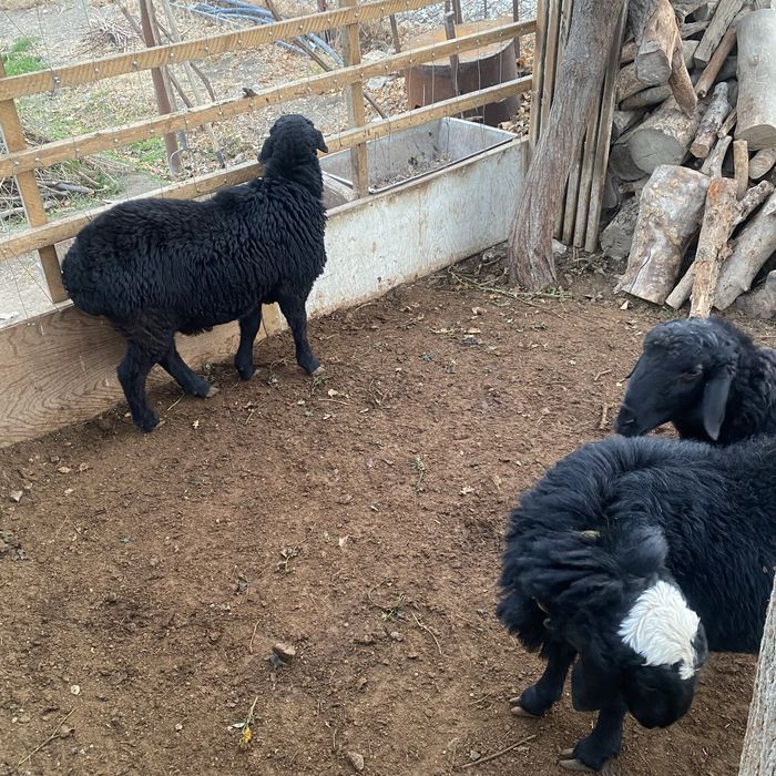 К,азоки куйлар сотилади