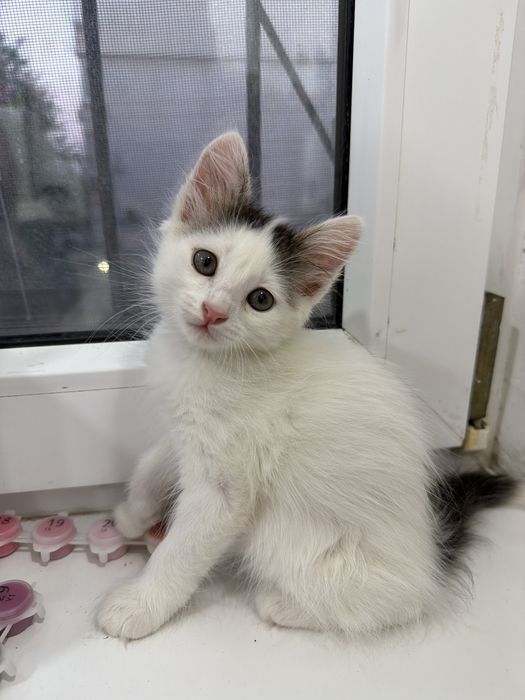 котенок в добрые руки