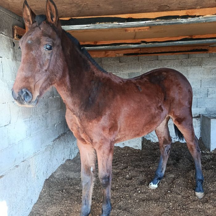 Жабагы 11 ай таза канды