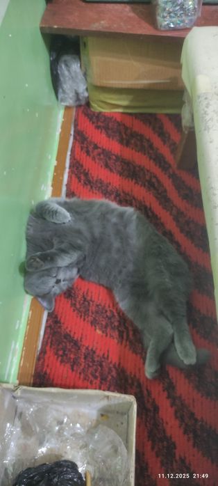 Скоттиш страйк 13 сентябряга тугилган