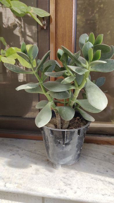 Продается денежное дерево. Цена от 35 000 сум до 170 000 сум