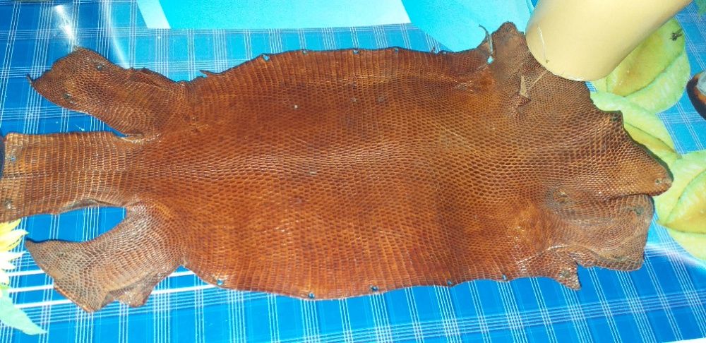 Piele varan 100% originala