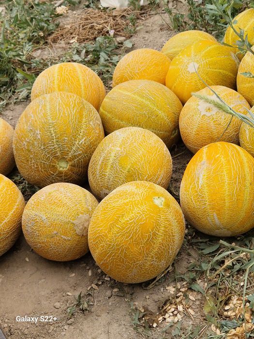 Арбуз  сочни вкусный