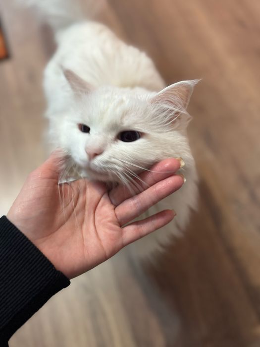 Отдам в добрые руки