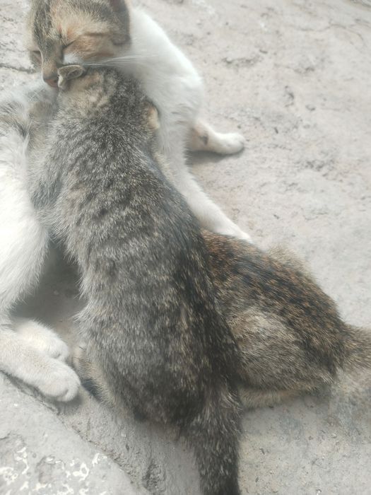 Отдадим в добрые руки.