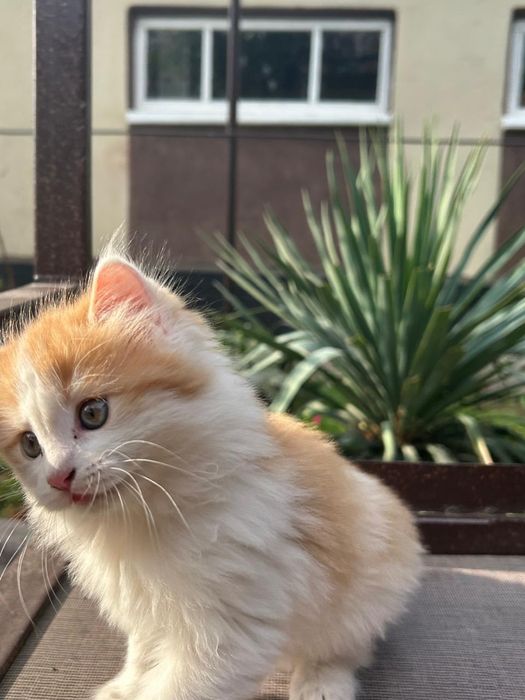 Котенок в хорошие руки.