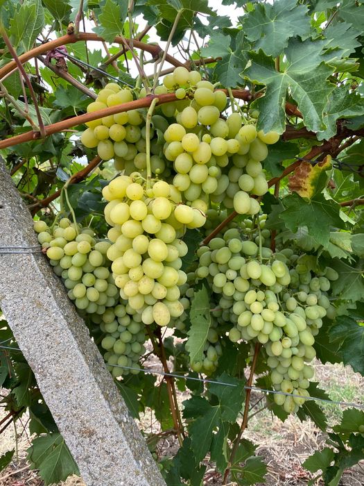 Продавам грозде Мерло,Памид и Брестовица