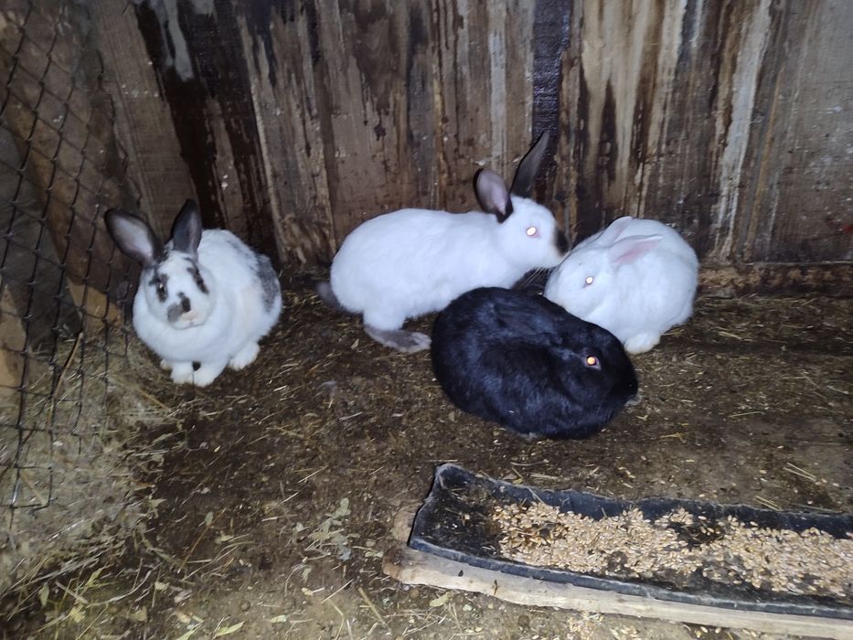Продам кроликов , кролы и крольчихи .