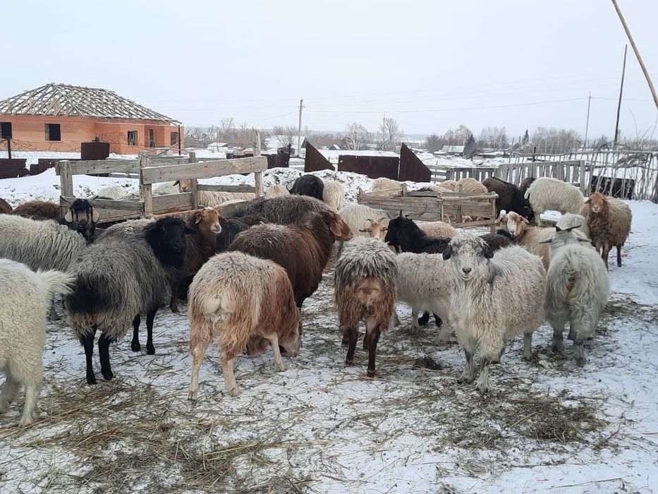 Ешкі, серке сатам. Продам коз