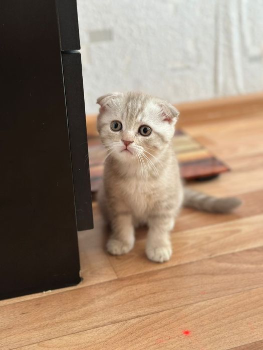 Котята готовы к переезду