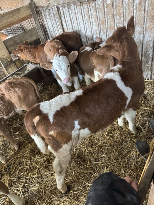 Taurasi si vitele de vanzare