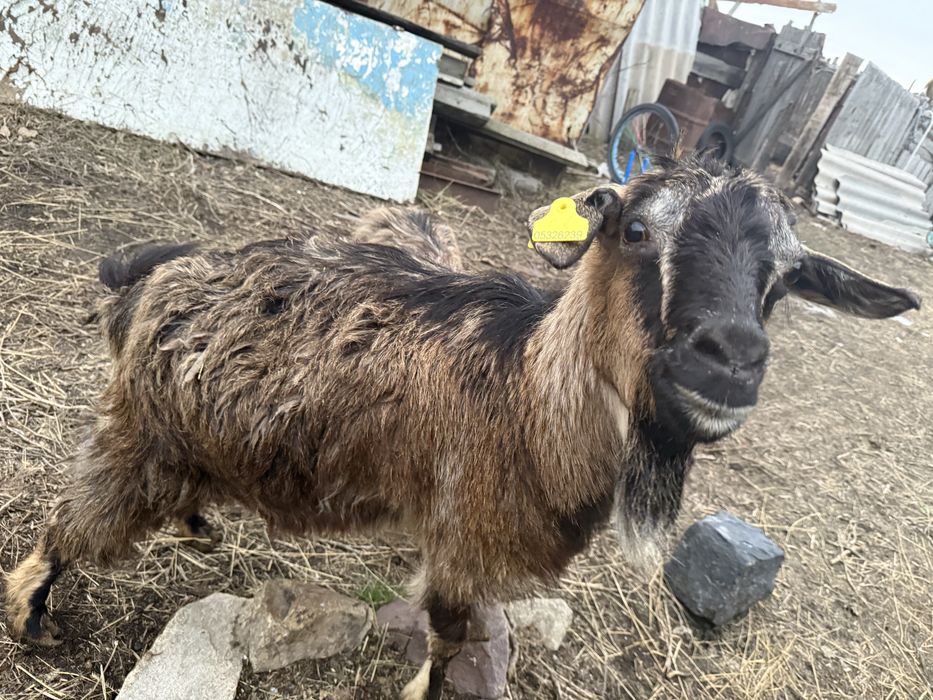 Продажа коз,ешкі