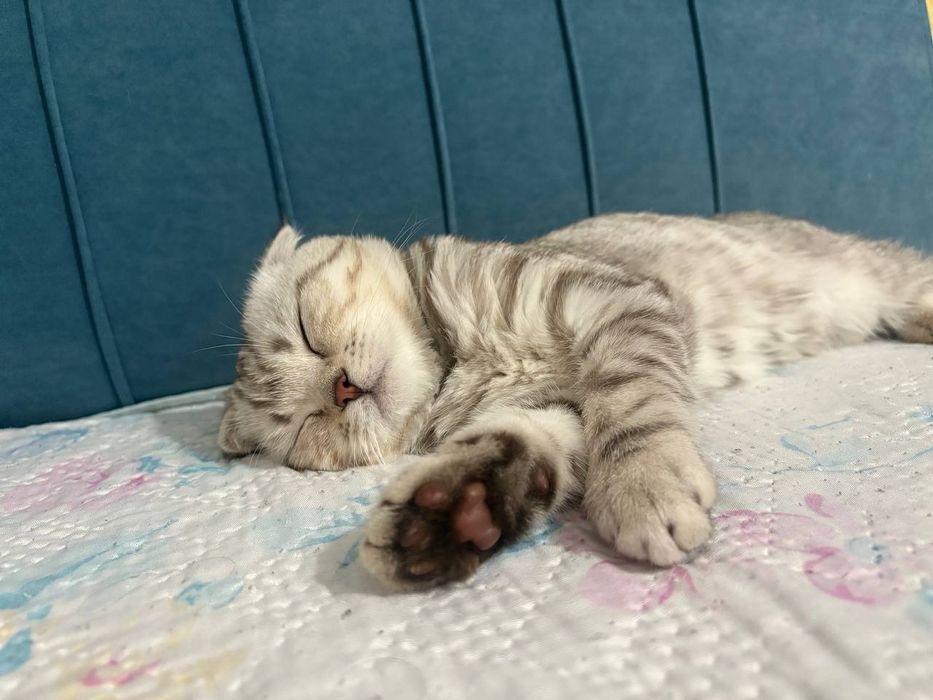 кошка скоттиш страйт