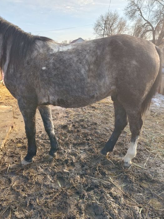 Жылқы сатылады, соғым