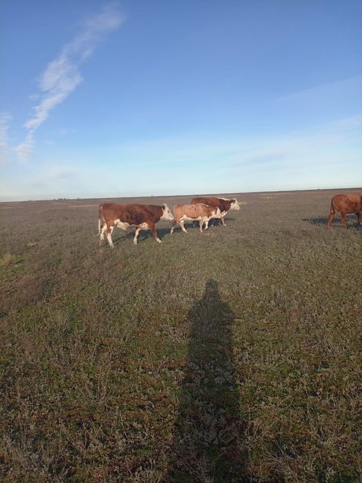 1.5 жастык букалар