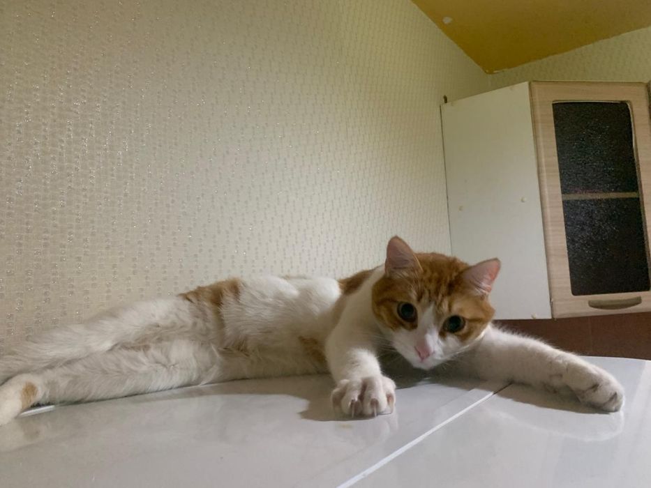 Кот Рони ищет дом.