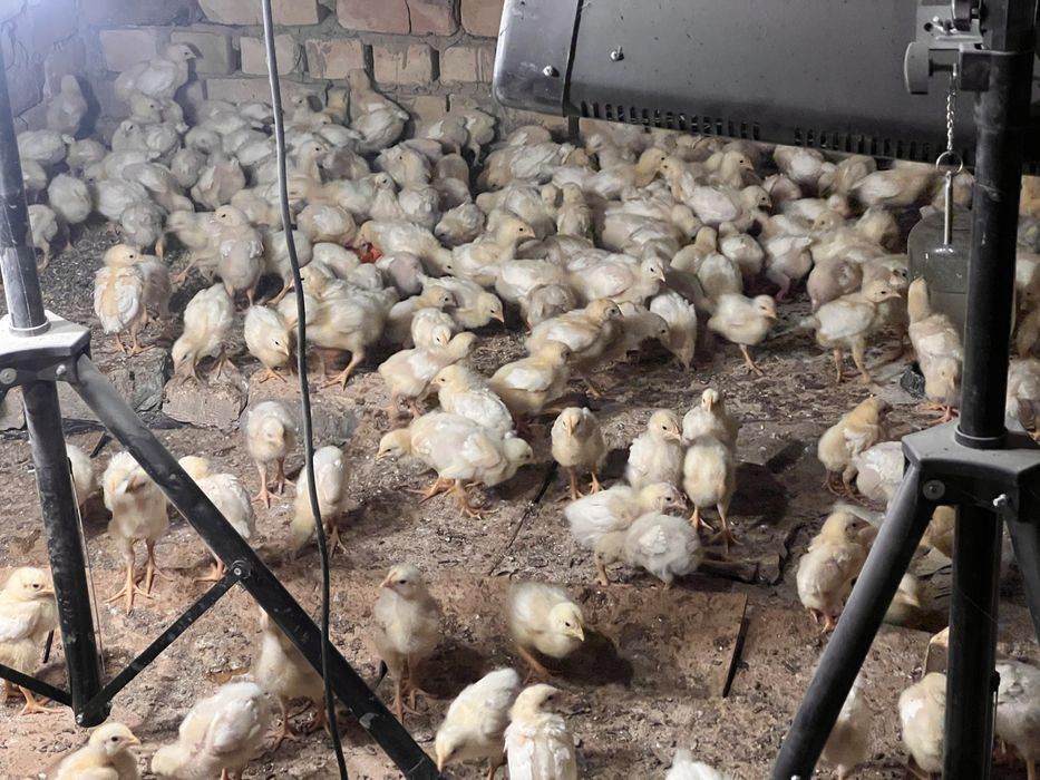 Joja broller sogʻlom