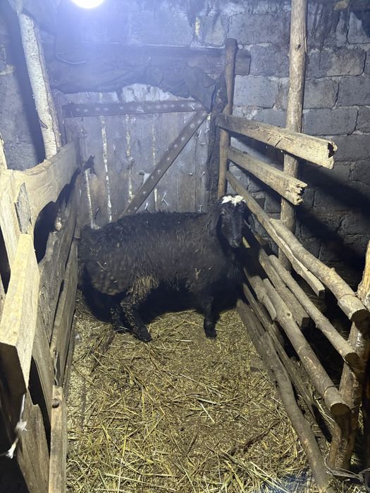 Племенной кошкар на потомство