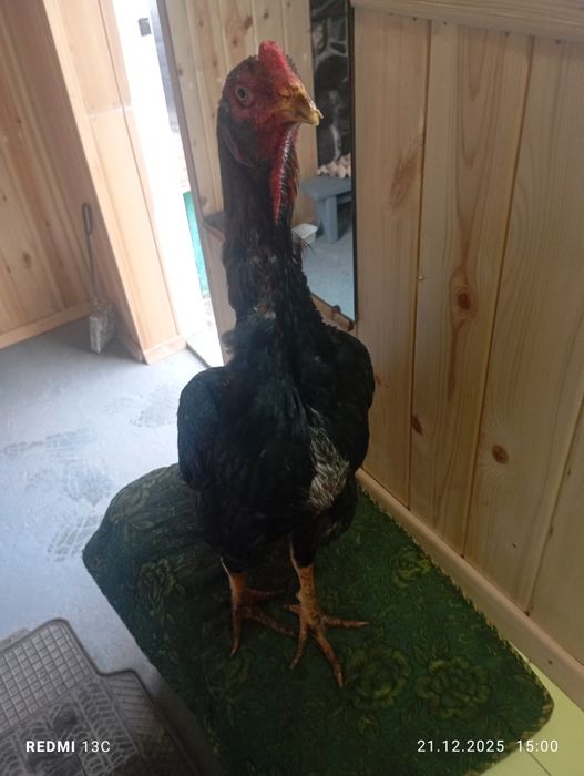 Дакан жужик шамо