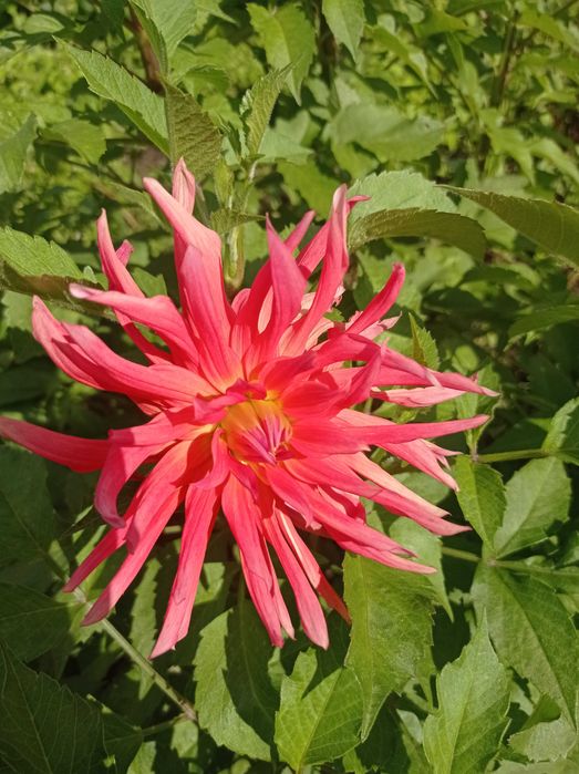 Продам рассаду раннюю