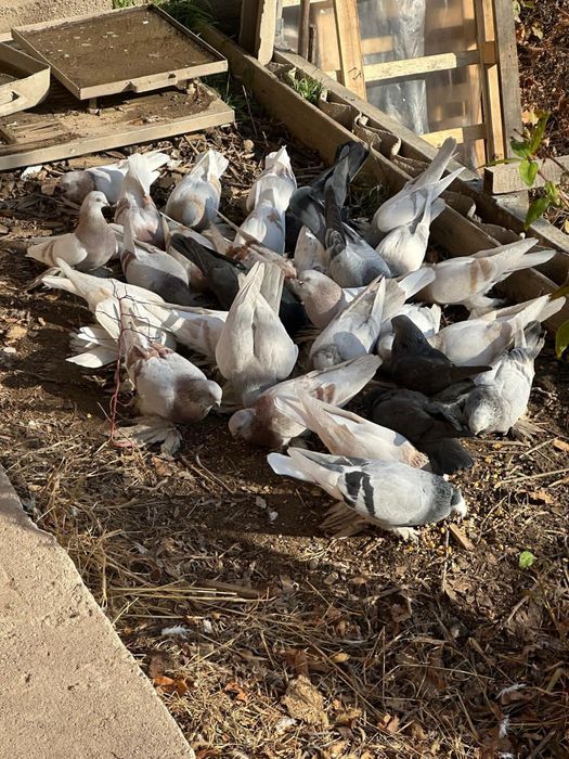 Голуби лохмоногие домашние