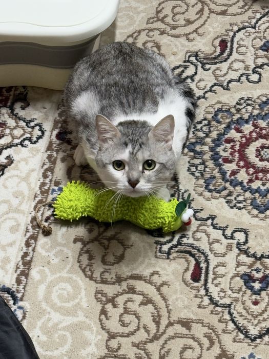 Отдам кота в хорошие руки