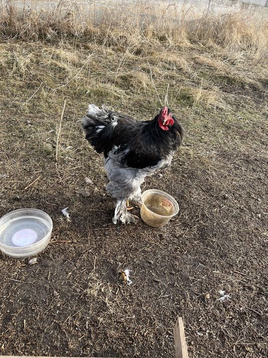 Продам бойцовый петух