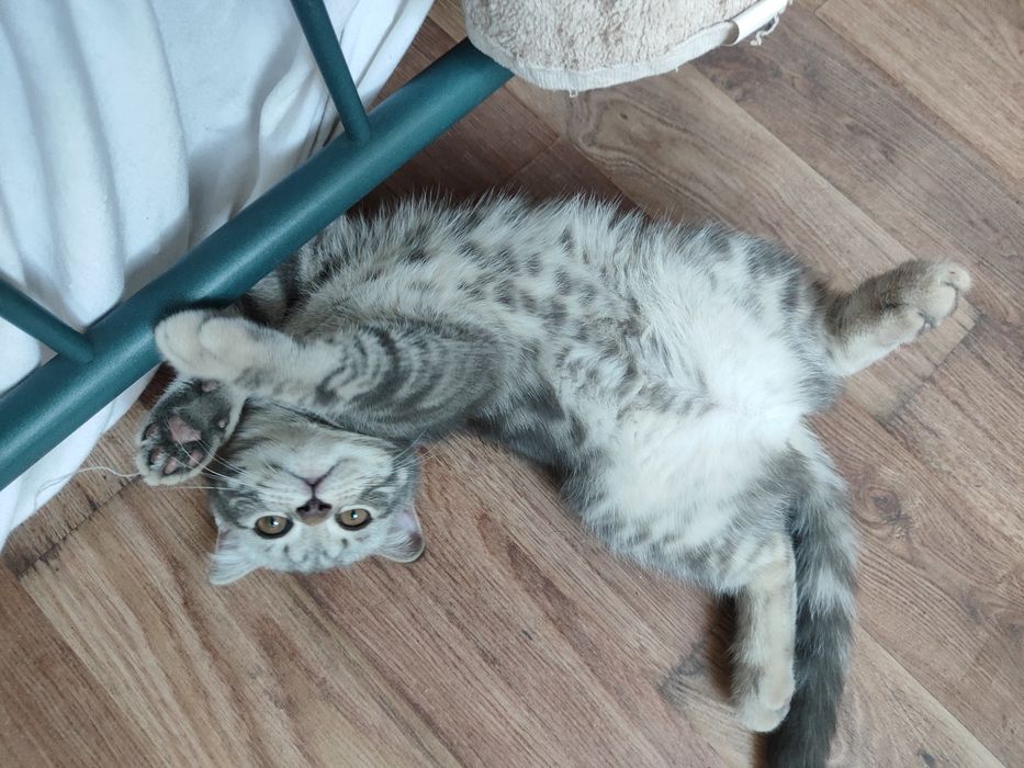 Вислоухие котята