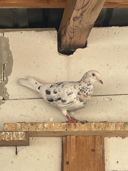Lot 10 porumbei