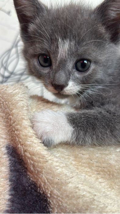 Отдаём маленких котят