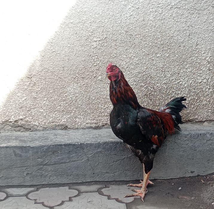 Даканы молоденькие