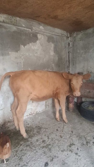 Vand vitea angus